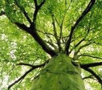 Tree Canopy Platform
